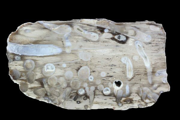 A polished slab of teredo bored petrified wood from Texas.